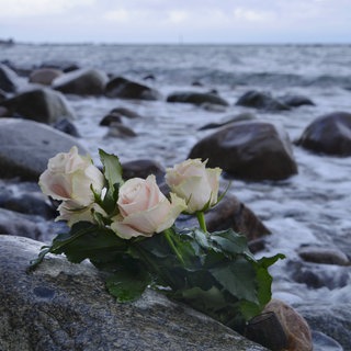 Rosen liegen im Wasser