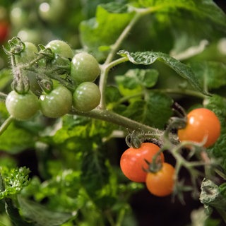 SWR1 Gartenexpertin Natalie Bauer gibt Tipps fürs Gemüsebeet im Herbst