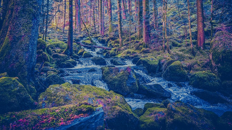 Die SWR1 "Für uns in Baden-Württemberg"-Tour in Furtwangen