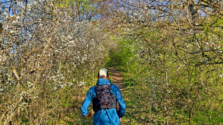 Die "Für uns in Baden-Württemberg"-Tour macht Station in Singen. Und SWR1 Moderator Julian Hammerstein probiert eine andere Form von Wandern aus: Trailrunning. Über 300 Höhenmeter geht's rauf auf den Hohenwehen. Das ist einer der Vulkane im Hegau.