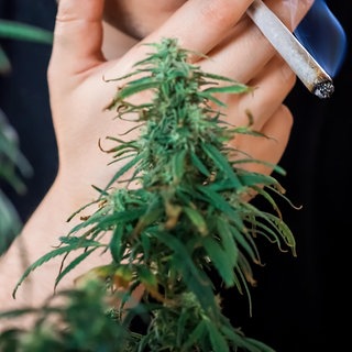 Besitz und kontrollierter Anbau von Cannabis zum privaten Gebrauch ist unter Einschränkungen in Deutschland erlaubt. Die Politik hofft, durch die Teil-Legalisierung, illegalen Handel einzudämmen und Konsum besser zu kontrollieren. Cannabis hat aber auch einen medizinischen Nutzen: als Stimmungsaufheller und zur Linderung von Schmerzen. Professorin Dr. Petra Beschoner von der Akut-Klinik Bad Saulgau warnt allerdings vor regelmäßigem Cannabiskonsum - darüber sprechen wir mit ihr in SWR1 Leute.