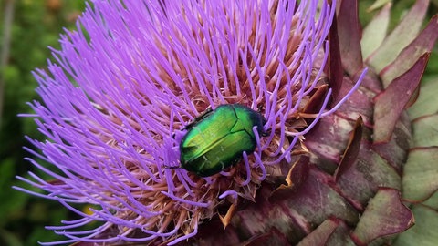 Ein grüner Rosenkäfer sitzt auf einer lilanen Artischokenblüte. Gartenexpertin Carolin Urban gibt Tipps für Kräuter und Beete im Frühling.