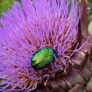 Ein grüner Rosenkäfer sitzt auf einer lilanen Artischokenblüte. Gartenexpertin Carolin Urban gibt Tipps für Kräuter und Beete im Frühling.