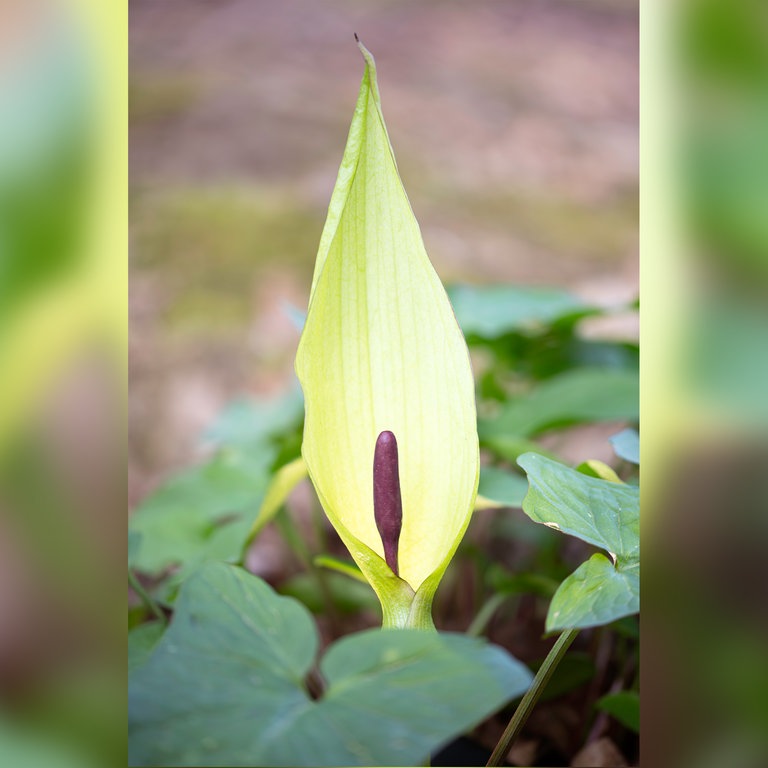 Naturaufnahme: Gefleckter Aronstab