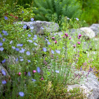 Landschaftsarchitektin Stella Friede ist zu Gast in SWR1 Leute. Sie verrät, wie sich ein naturnaher Garten gestalten lässt für Menschen, Tiere und Pflanzen.