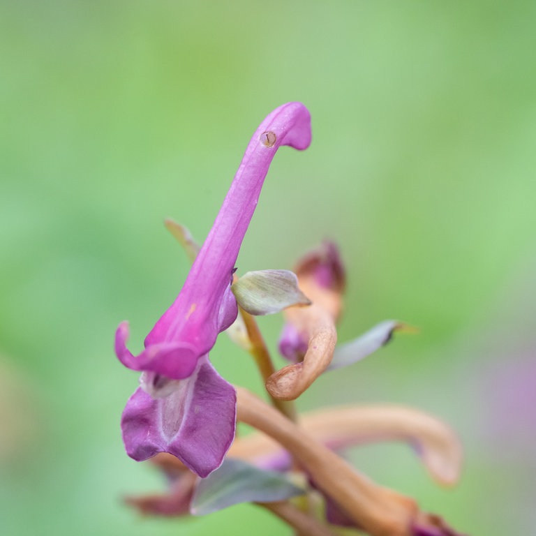Naturaufnahme: Nektarraub Hohler Lerchensporn