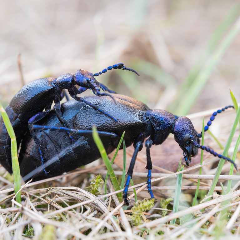 Naturaufnahme: Schwarzblauer Ölkäfer, Niedersachsen