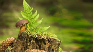 Ein Pilz im Wald. Pilzcoach und Pilzexperte Moritz Schmid weiß alles über Pilze. Für ihn ist Pilze sammeln die perfekte Kombination aus Naturglück, Entschleunigung und Genuss. Wie ihr die besten Plätze zum Pilzesammeln findet und worauf ihr achten müsst, erzählt er in SWR1 Leute.
