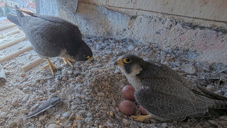 Wanderfalken brüten in einer Kirche in Khils Heimatstadt Graz. Bis zum Erfolg brauchte das Projekt 10 Jahre Vorbereitung.