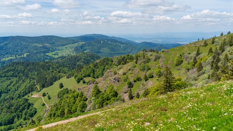 Blick vom Belchen im Schwarzwald zur Sommerzeit.