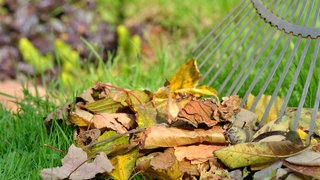 Ist es schon Zeit das Laub zu entfernen?