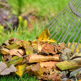 Ist es schon Zeit das Laub zu entfernen?
