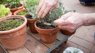 Düngen mit Hornspänen