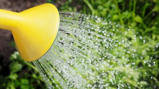 Wasser fließt aus einer Gießkanne | So bewässern Sie Ihren Garten richtig