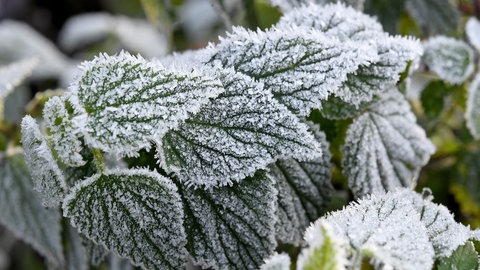 Nachtfrost im Mai ist nicht ungewöhnlich | Eisheiligen im Mai: Sind die alten Bauernregeln noch aktuell?