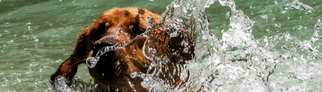 Haustieren bei Hitze helfen | Achtet auf sauberes Wasser, wenn Ihr Hund sich in Bächen oder Teichen abkühlt, rät Tierärztin Yasmin Diepenbruck.
