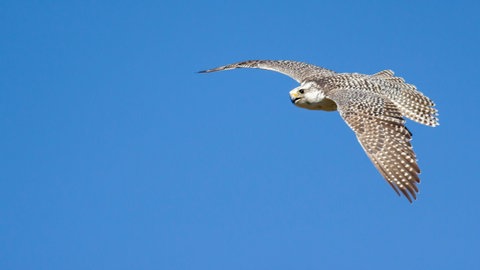 Ein Falke | Wildtier-Experte Harald Schauß | Angriffe von Wildtieren – warum wir eine Mitschuld tragen