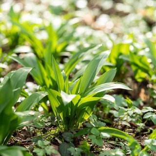 Bärlauch wächst in einem Waldstück | Wie Sie Bärlauch und seine Doppelgänger Maiglöckchen und Herbstzeitlose erkennen