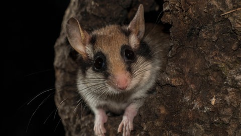 Ein Gartenschläfer schaut aus einer Baumhöhle | Warum es immer weniger Gartenschläfer gibt