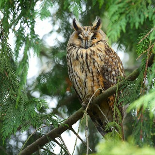 Eine Waldohreule sitzt auf dem Ast eines Baums.