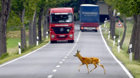 Ein Reh läuft über eine Bundesstraße | Wildunfälle nehmen durch Zeitumstellung zu