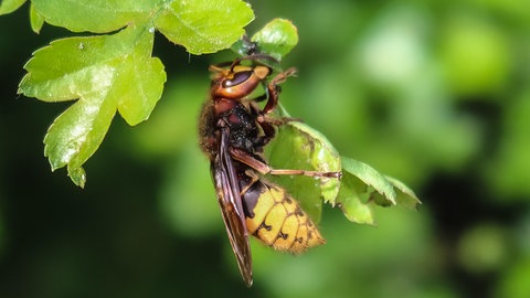 Europäische Hornisse | Frank Steinacher: Der Kampf gegen die asiatische Hornisse fast verloren