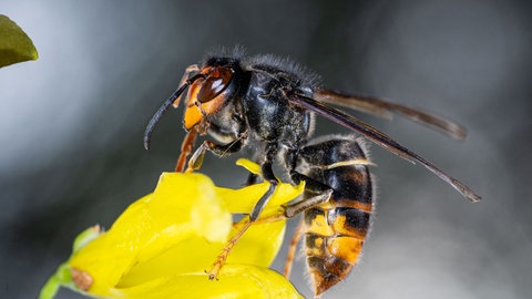 Asiatsiche Hornisse | Frank Steinacher: Der Kampf gegen die asiatische Hornisse fast verloren