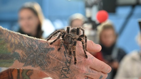 Vogelspinne Igittchen