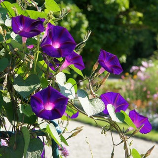 Prunkwinden | Gartentipp: Grüne Sonnenschirme aus Pflanzen