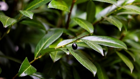 Diese Pflanzen sind schön, aber giftig: Kirschlorbeer