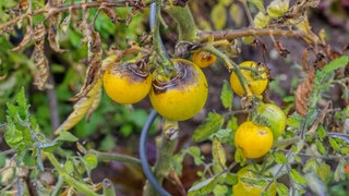 Tomaten mit Braunfäule im Garten