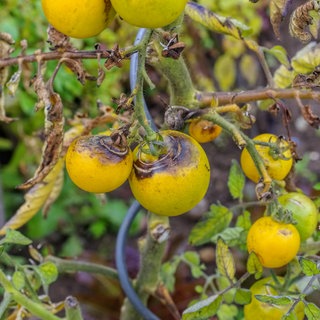 Tomaten mit Braunfäule im Garten