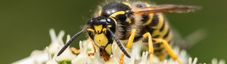 Eine Wespe in Nahaufnahme sitzt auf einer Blume | Immer mehr Einsätze wegen Wespenstichen: Notfallsanitäter erklärt, was bei einem Wespenstich wichtig ist