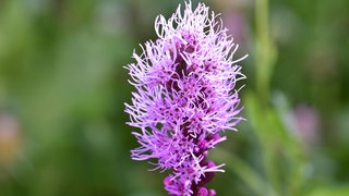 Prachtscharte - kann auch ein Teil des Garten der Zukunft sein. Viellicht eine Teil einer neuen Gartenidee.