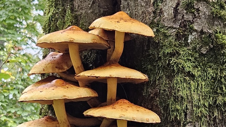 Herbstfoto von Ulrika Müller aus Framersheim