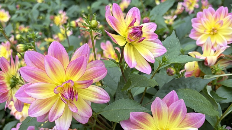Herbstfoto von Christian Purkl aus Koblenz