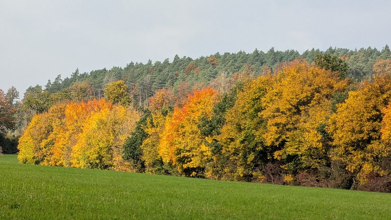 Herbstfoto von Patricia Müller aus Birkenbeul