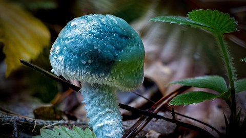 Marion Maass schickt uns dieses Bild und schreibt dazu: "Pilze mit der Kamera sammeln im Pfälzer Wald bei Höningen. Unzählige kleine und große Pilze in vielen verschiedenen Farben haben die Auswahl schwer gemacht."