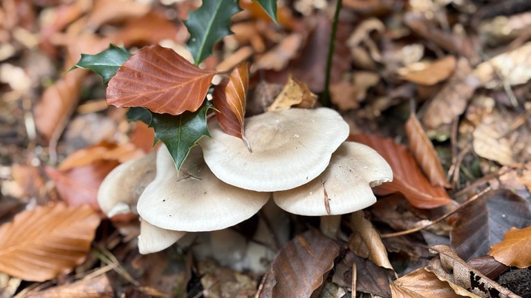 Melanie Knieps hat uns dieses Bild geschickt und schreibt dazu: "Ich gehe immer meine Waldrunde mit meinem Hund. Jeden Tag sieht es anders aus. Ich liebe den Herbst. Mein Opa hat immer gesagt, der Herbst ist der schönste Maler."