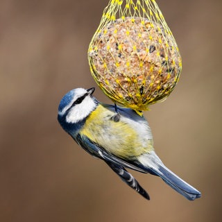 Blaumeise (Parus caeruleus) hängt an einem Meisenknödel, Vogelfütterung im Winter | Gartentipps von Natalie Bauer: So baut ihr einen Futterplatz für Vögel im Winter