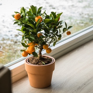 Ein Clementinenbaum wird im Haus überwintert | Gartentipps von Natalie Bauer: Winterschutz für Pflanzen