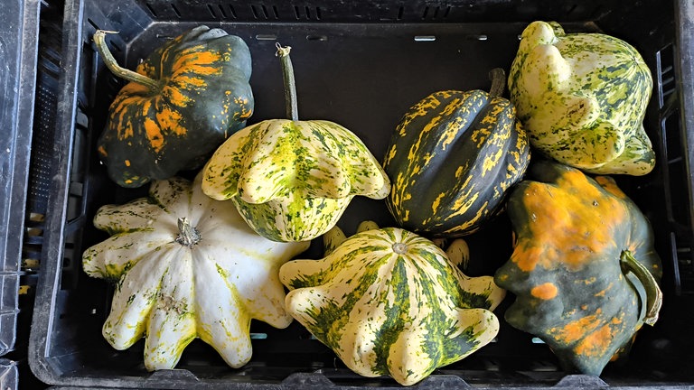 Herbstbild von Ralf Pässler aus Trier: "Beim Apfelfest, Bauer Greif in Zewen". - Kürbisse