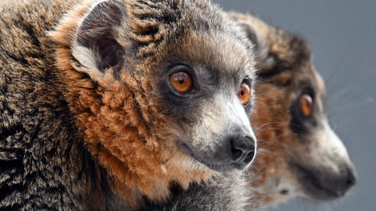 16. März: Falls ihr dieses Frühjahr einen Besuch im Kölner Zoo plant, begrüßt doch bitte die beiden neuen Mongozmaki-Männchen im Madagaskar-Haus. 