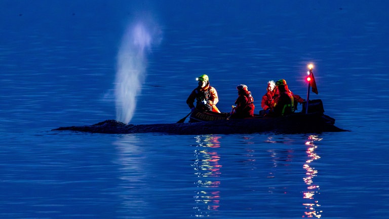 24. März: Rettungskräfte versuchten einen vor Niendorf an der Ostseeküste gestrandeten Buckelwal wieder in tiefes Wasser zu bringen. Obwohl das Tier sich freischwimmen konnte, ist die Aktion gescheitert und der Wal hängt wieder auf einer Sandbank fest. Die Rettungsaktion geht weiter.