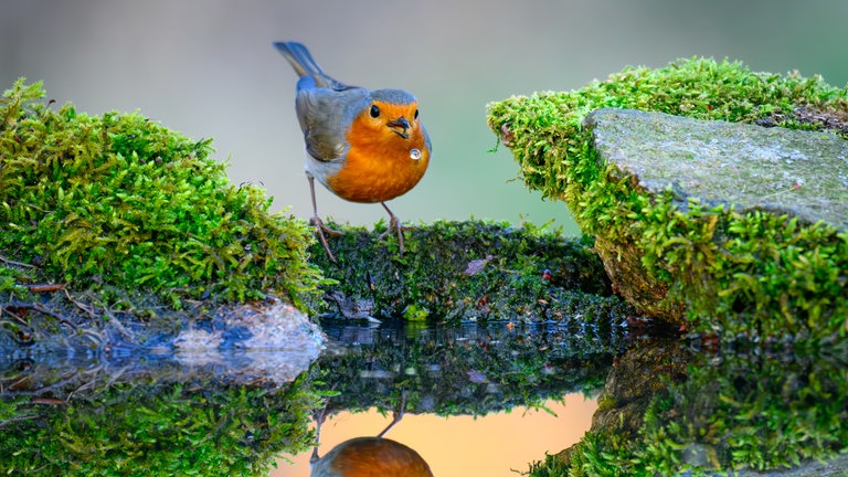 30. März: Dieser kleine Vorbote des Frühlings singt mutig gegen die Kälte an. Da wünschen wir dem Rotkehlchen viel Erfolg! Vorerst müssen wir mit ungemütlichem Wetter Vorlieb nehmen, erst nächste Woche wird es etwas wärmer. 