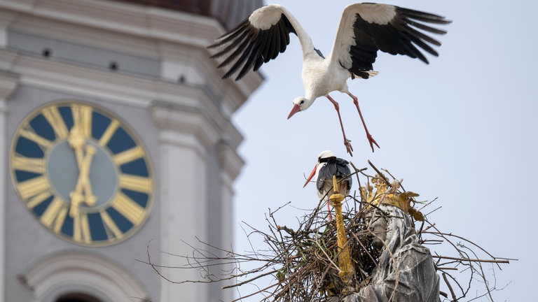 10. April: Störche sollen Glück bringen. Diese beiden Jungstörche haben ihren Nistplatz allerdings unglücklich gewählt: Es ist die Mariensäule im oberbayerischen Freising. Der Platz ist zu niedrig, sagen Naturschützer. Jetzt sollen die unerfahrenen Jungstörche an einen anderen Ort in der Stadt umgesiedelt werden. Dort gibt es dann eine Nisthilfe.
