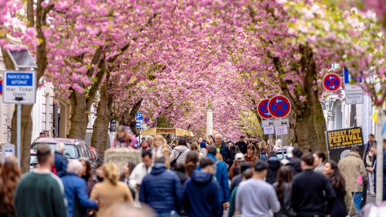 14. April: Die Heerstraße in Bonn ist wohl einer der bekanntesten – und wahrscheinlich auch beliebtesten Orte in Deutschland, um Kirschblüten in ihrer vollen Pracht zu sehen. Am vergangenen Wochenende sind tausende Besucher in die Altstadt gekommen, um das rosa Blütenmeer zu bewundern und zu fotografieren.