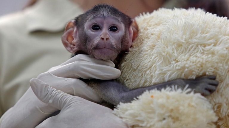 15. April: Er will doch nur kuscheln! Leider muss Husarenaffen-Baby Yuji im Zoo in Guadalajara (Mexiko) mit einem Plüschtier Vorlieb nehmen. Seine Mutter konnte ihn nach der schwierigen Geburt nicht ausreichend versorgen. Die Affenart Erythrocebus Patas gilt nach der Roten Liste der Weltnaturschutzunion IUCN als potenziell gefährdet.