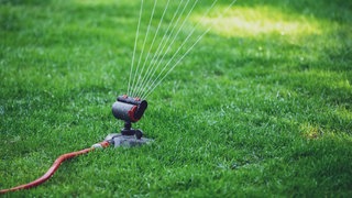 Ein Rasensprenkler bewässert den Rasen im Garten auch bei Hitze richtig