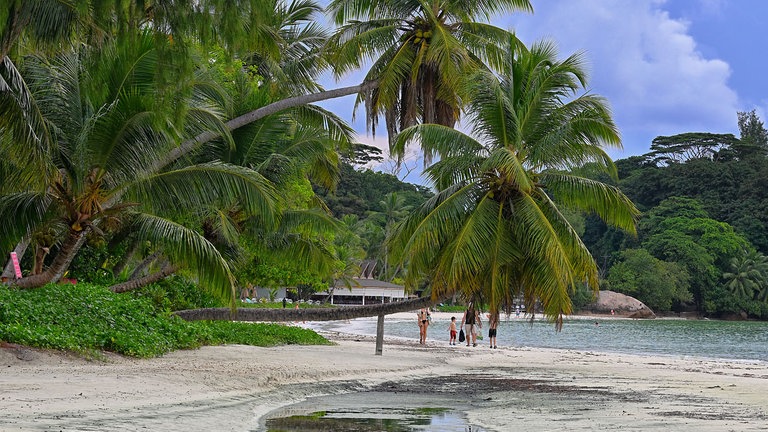 Palmen auf den Seychellen | Eure schönsten Urlaubsfotos 2026
